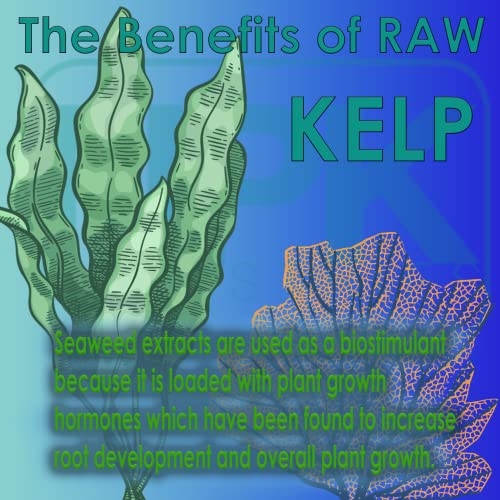 2 oz RAW Kelp R317883
