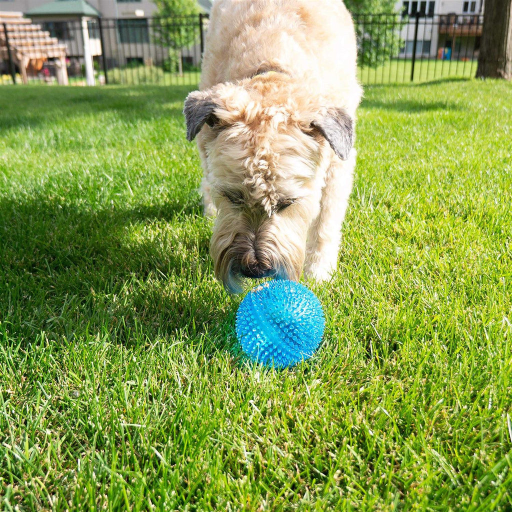Squeaker Ball Dog Toy N13762