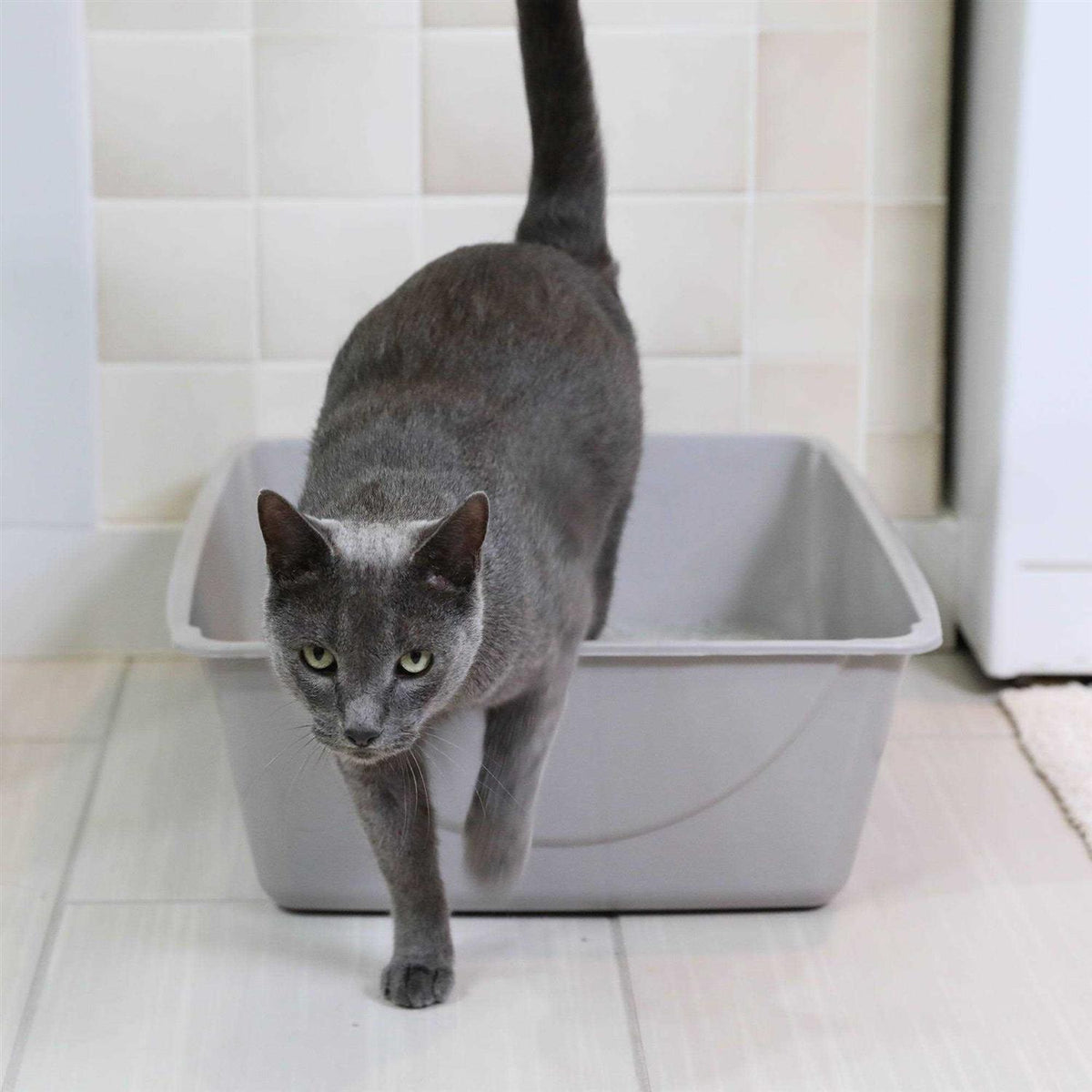 Litter Pan P795