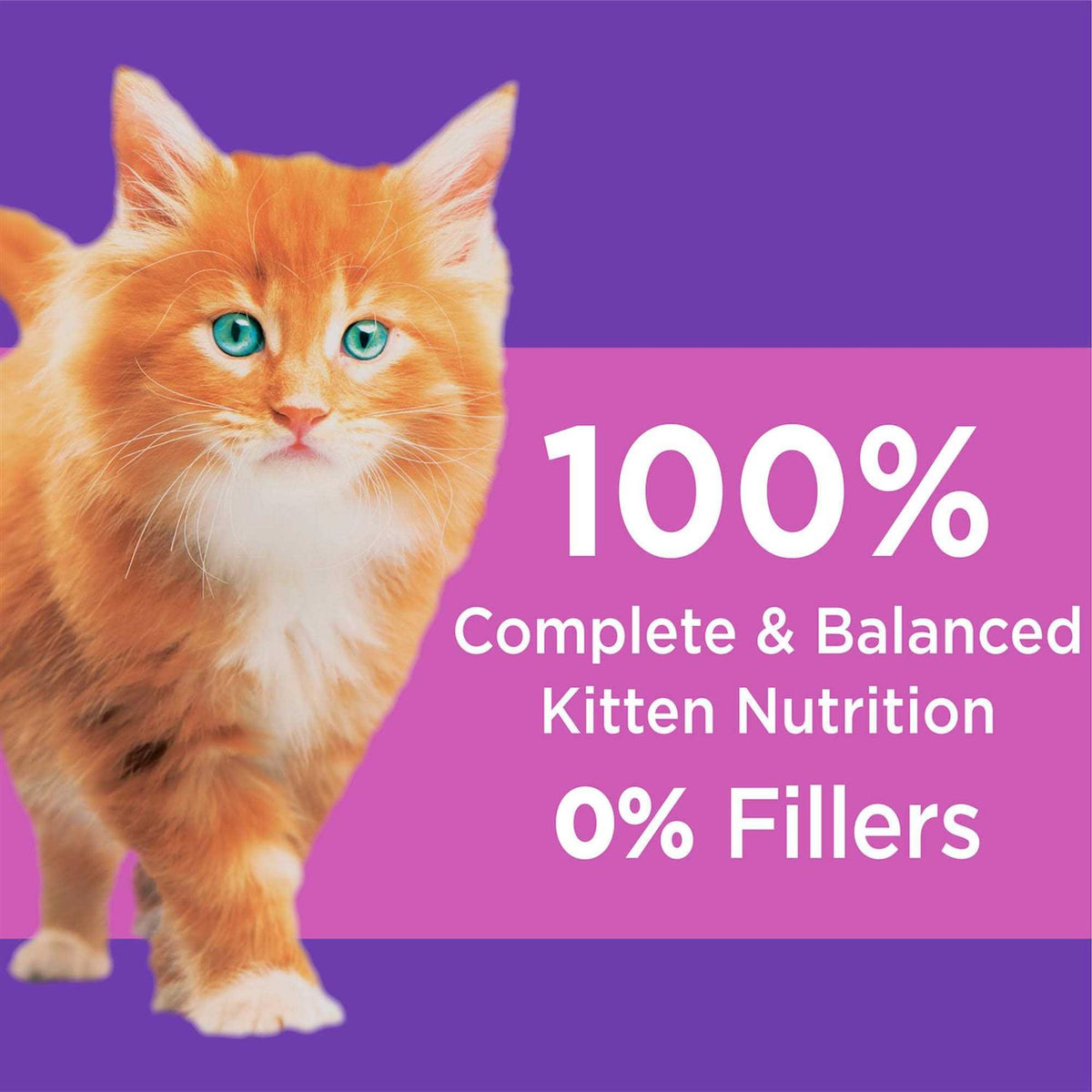 Dry Kitten Food R5879