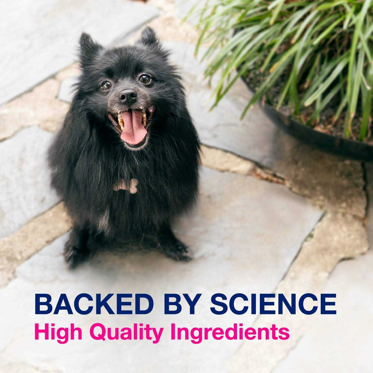 Multi-Strain Probiotics and Prebiotics for Dogs T65629