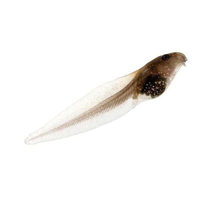 1-Gallon Frog Growing Kit L5767