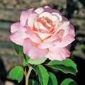 Bareroot Roses X61231
