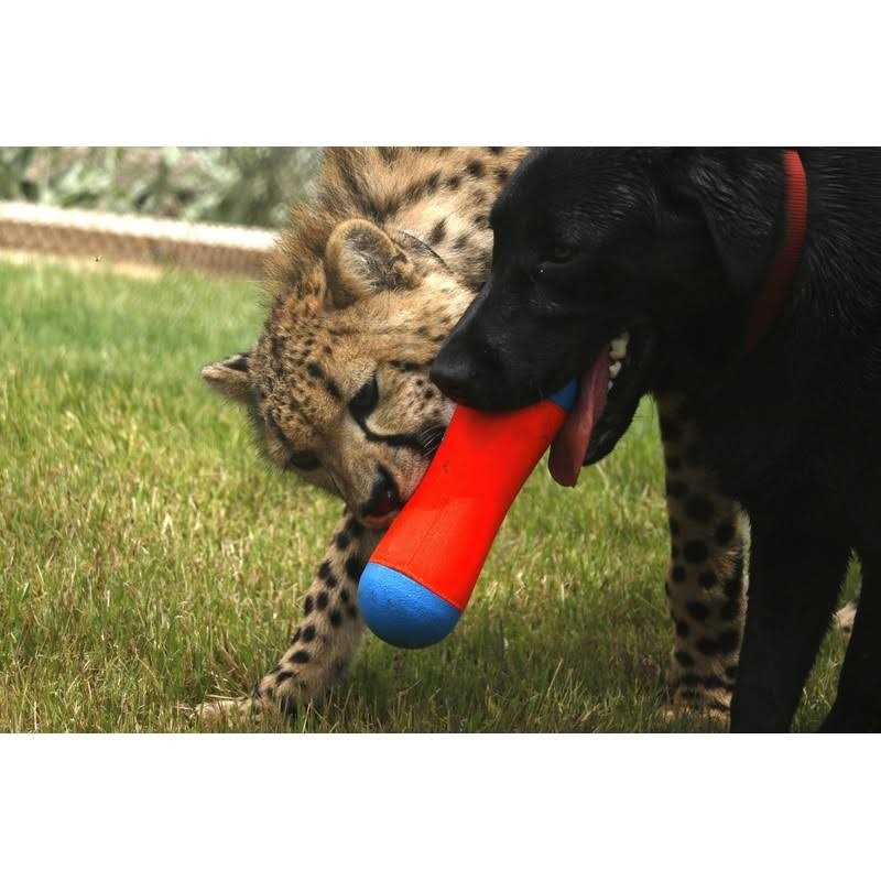 Dog Toy Y763